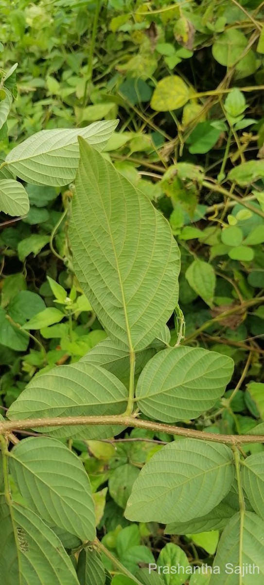 Phyllodium pulchellum (L.) Desv.